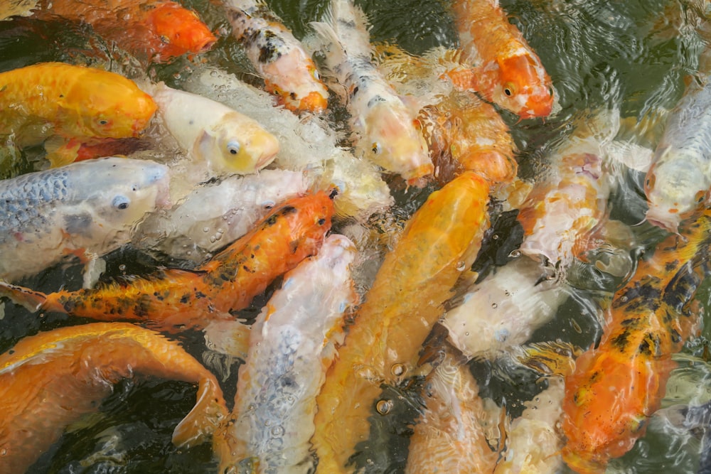 orange and white koi fishes