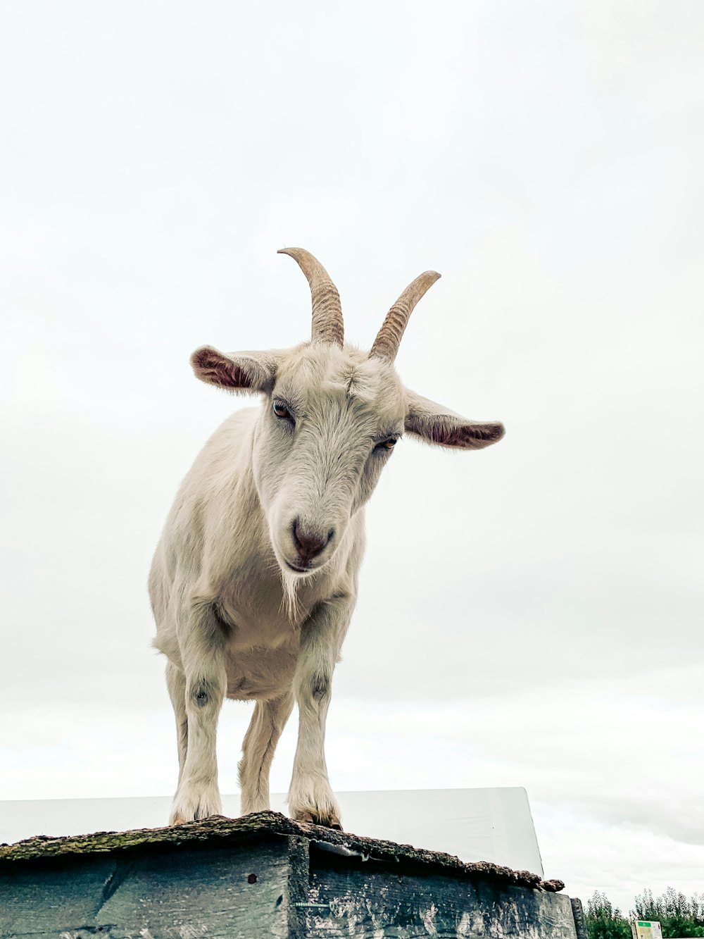 white cow on white sand during daytime