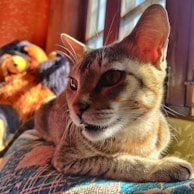 Chat allongé sur un coussin, profitant du soleil près d’une fenêtre, avec un ours en peluche