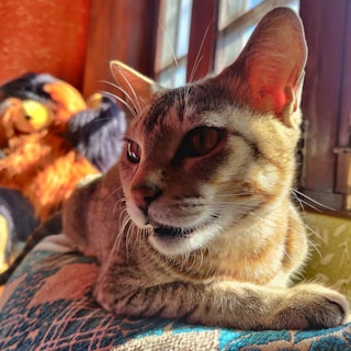 Chat allongé sur un coussin, profitant du soleil près d’une fenêtre, avec un ours en peluche