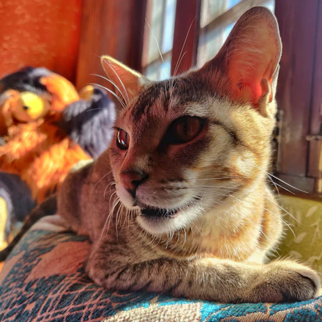 A cozy cat lounging on a soft cushion by a sunny window.