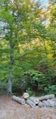 A lush forest scene with vibrant green foliage. Several cut tree logs are stacked in the foreground, each marked with a blue number. Sunlight filters through the leaves, illuminating parts of the forest floor covered with fallen leaves.
