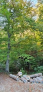 A lush forest scene with vibrant green foliage. Several cut tree logs are stacked in the foreground, each marked with a blue number. Sunlight filters through the leaves, illuminating parts of the forest floor covered with fallen leaves.