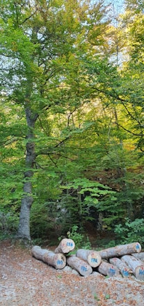 A lush forest scene with vibrant green foliage. Several cut tree logs are stacked in the foreground, each marked with a blue number. Sunlight filters through the leaves, illuminating parts of the forest floor covered with fallen leaves.