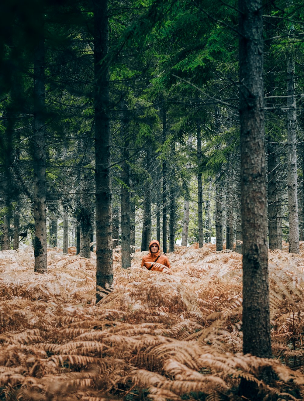 brown dog lying on brown dried leaves on ground surrounded by green trees during daytime