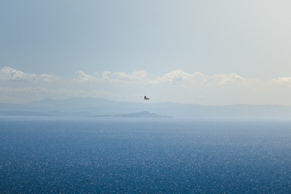 bird flying over the sea during daytime