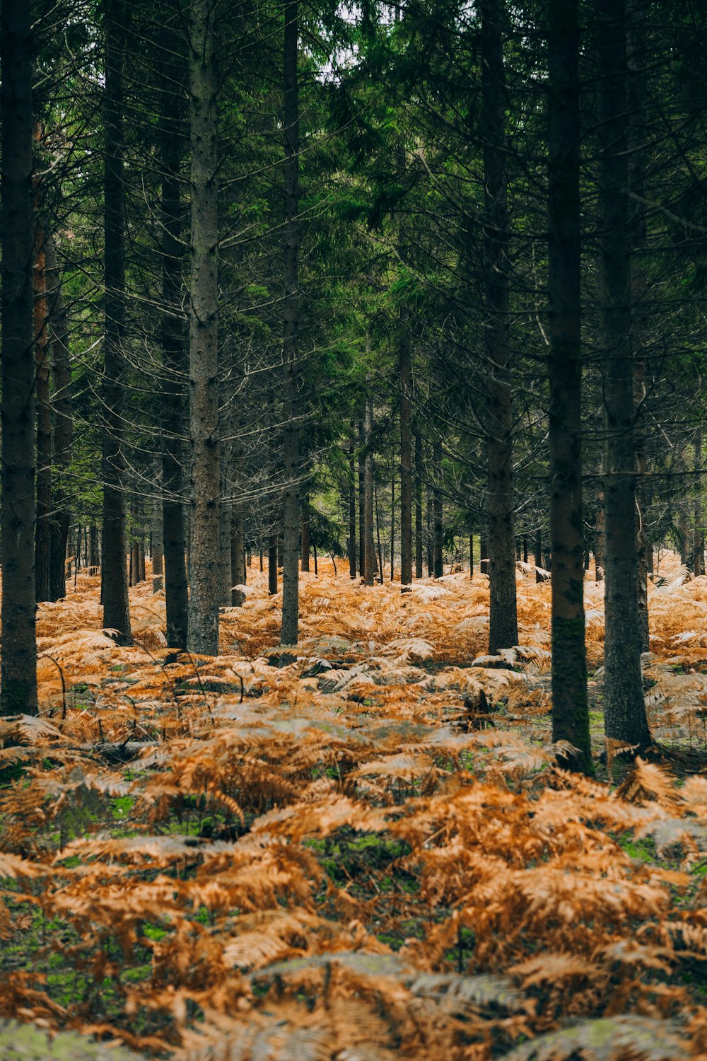 folhas secas marrons no solo cercado por árvores verdes durante o dia