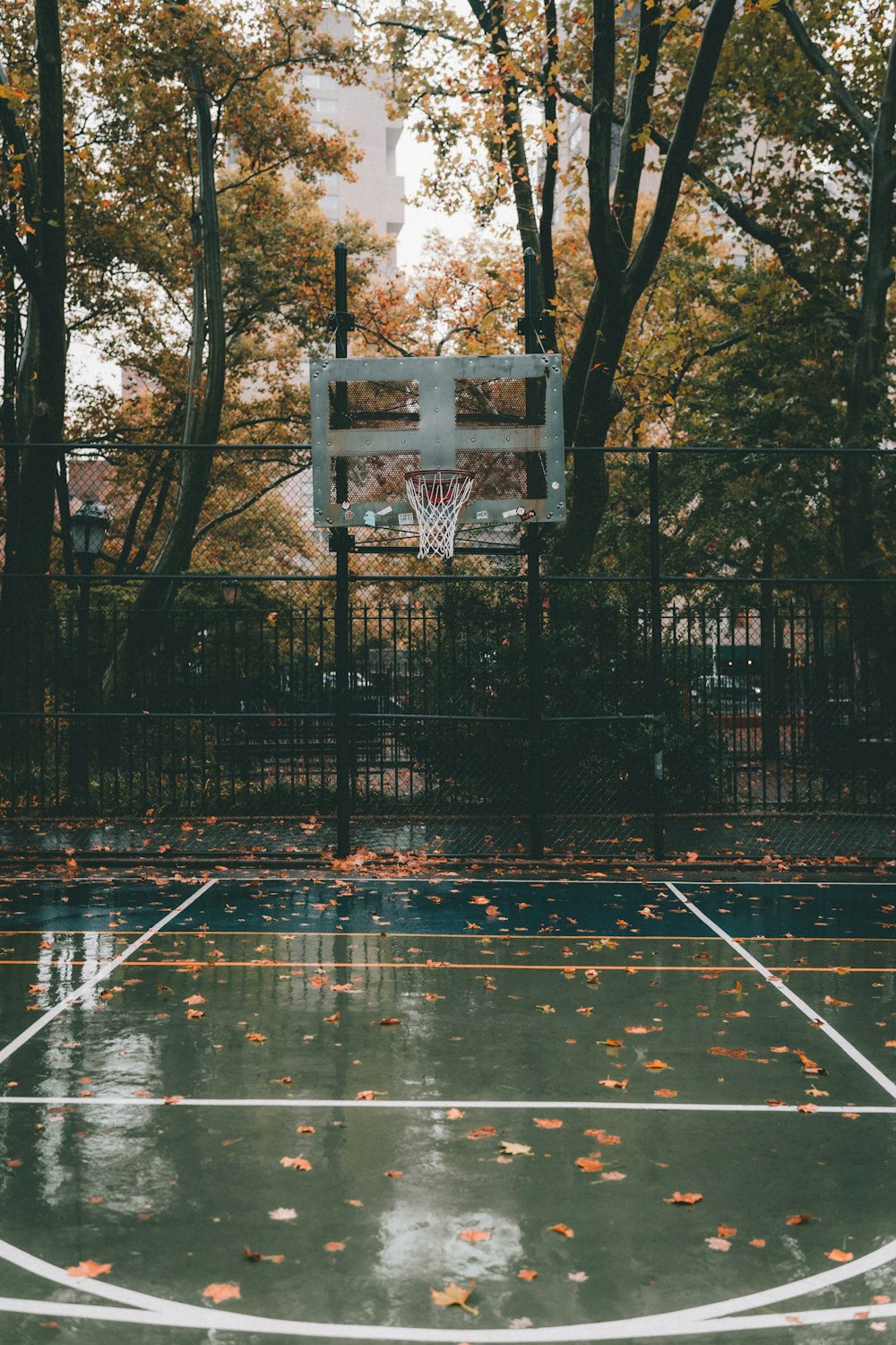 water on road near trees during daytime