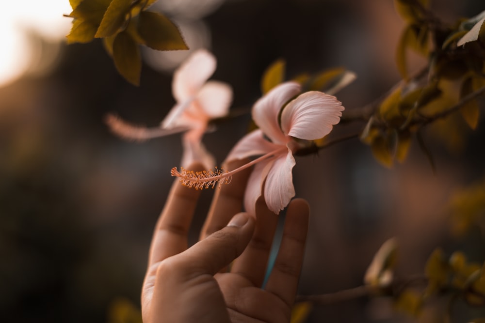 person holding white and yellow flower