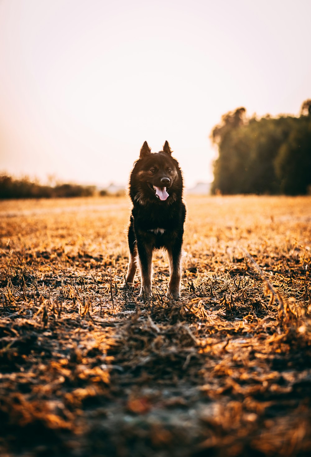 black short coat medium dog on brown grass field during daytime