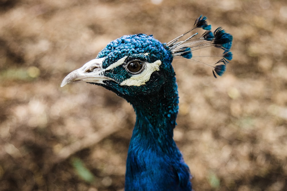 blue peacock in close up photography