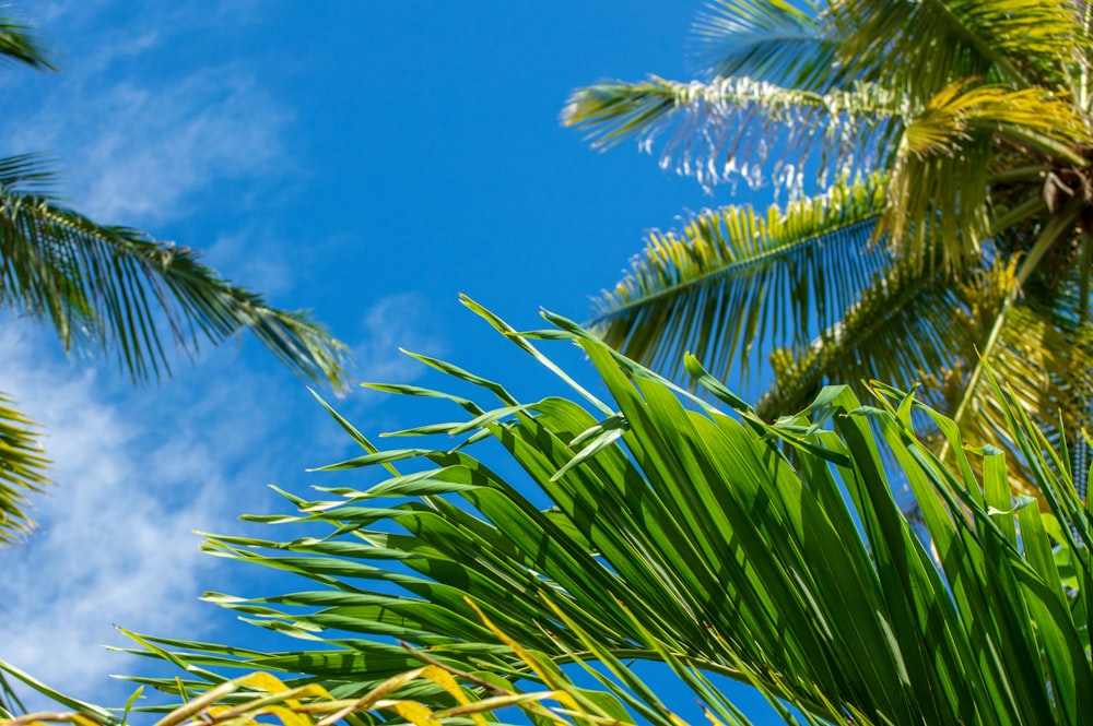 a group of palm trees next to a tree