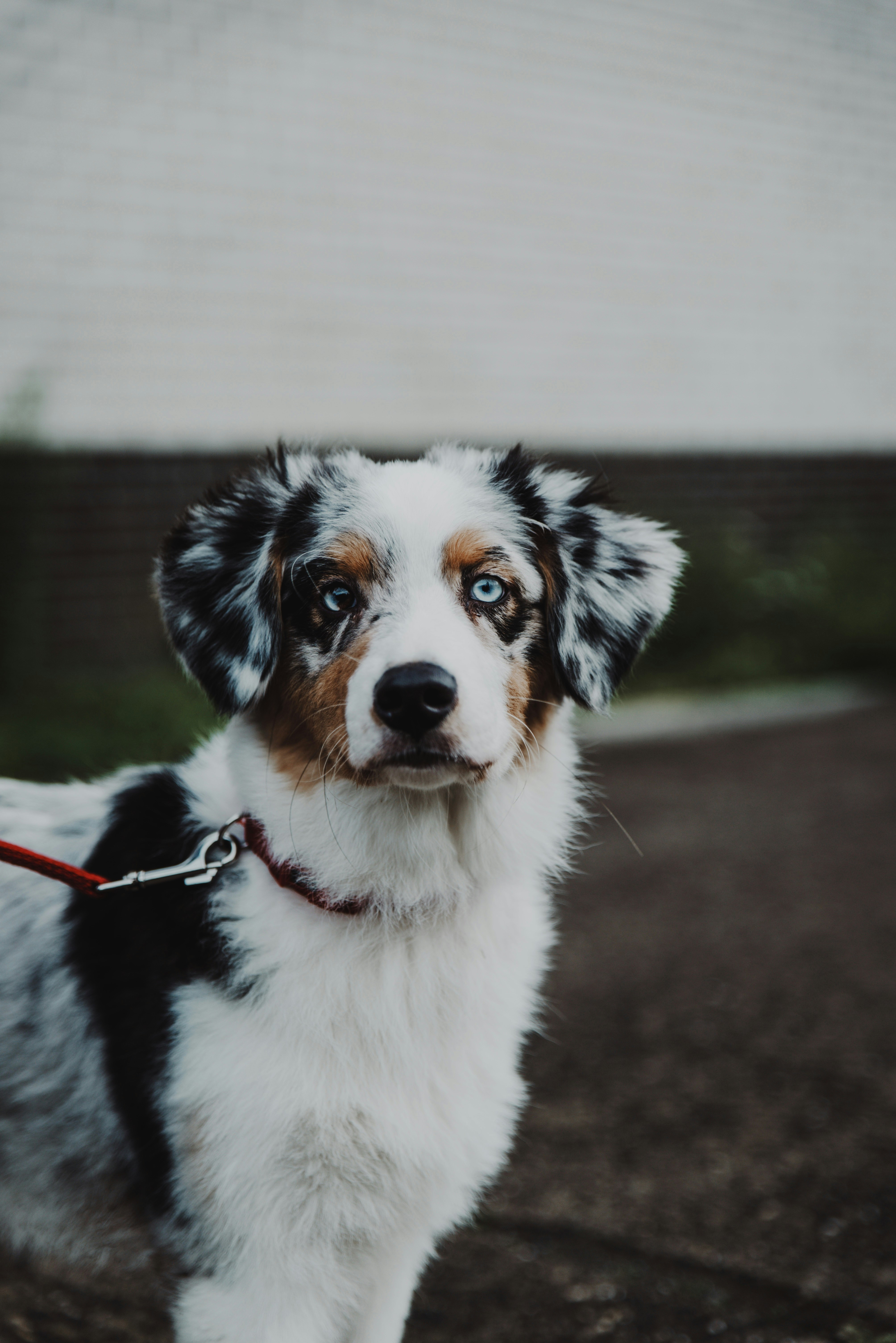 Border collie noir et blanc photo – Image gratuite de Chien sur Unsplash, image size:3000x4494