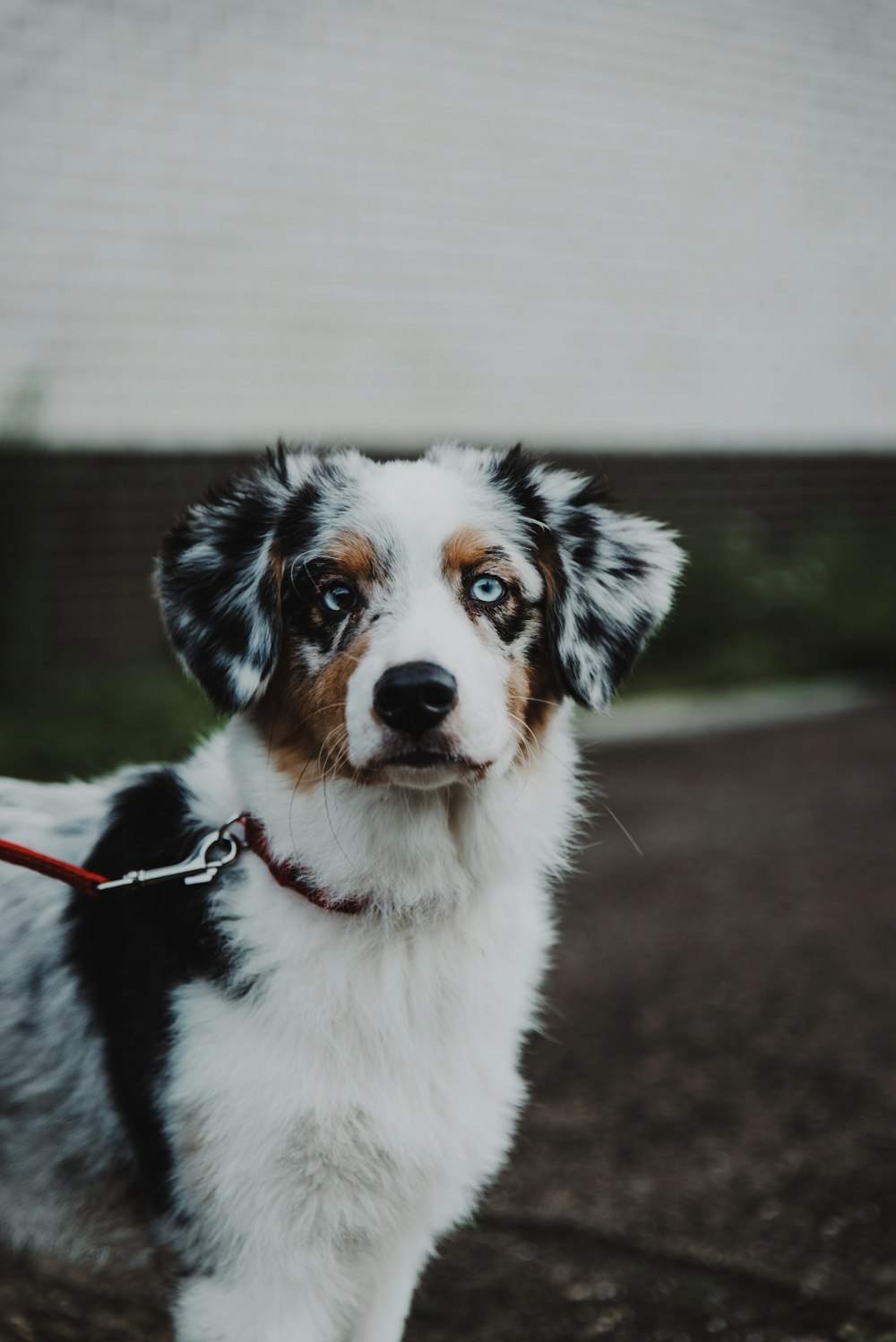 black and white border collie