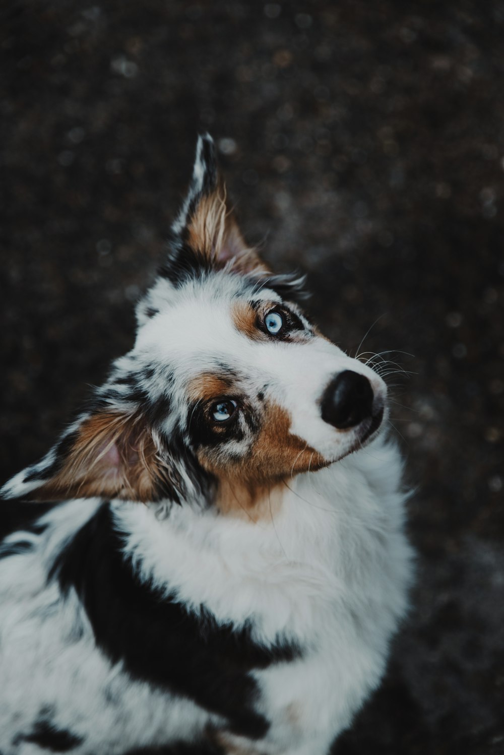 white and black border collie