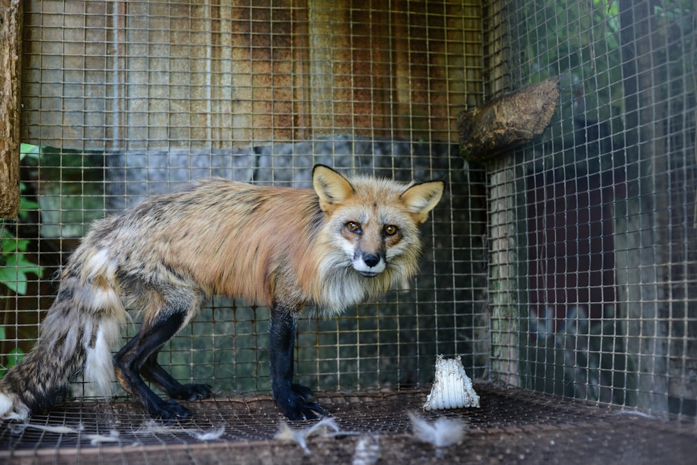 brown fox in cage during daytime