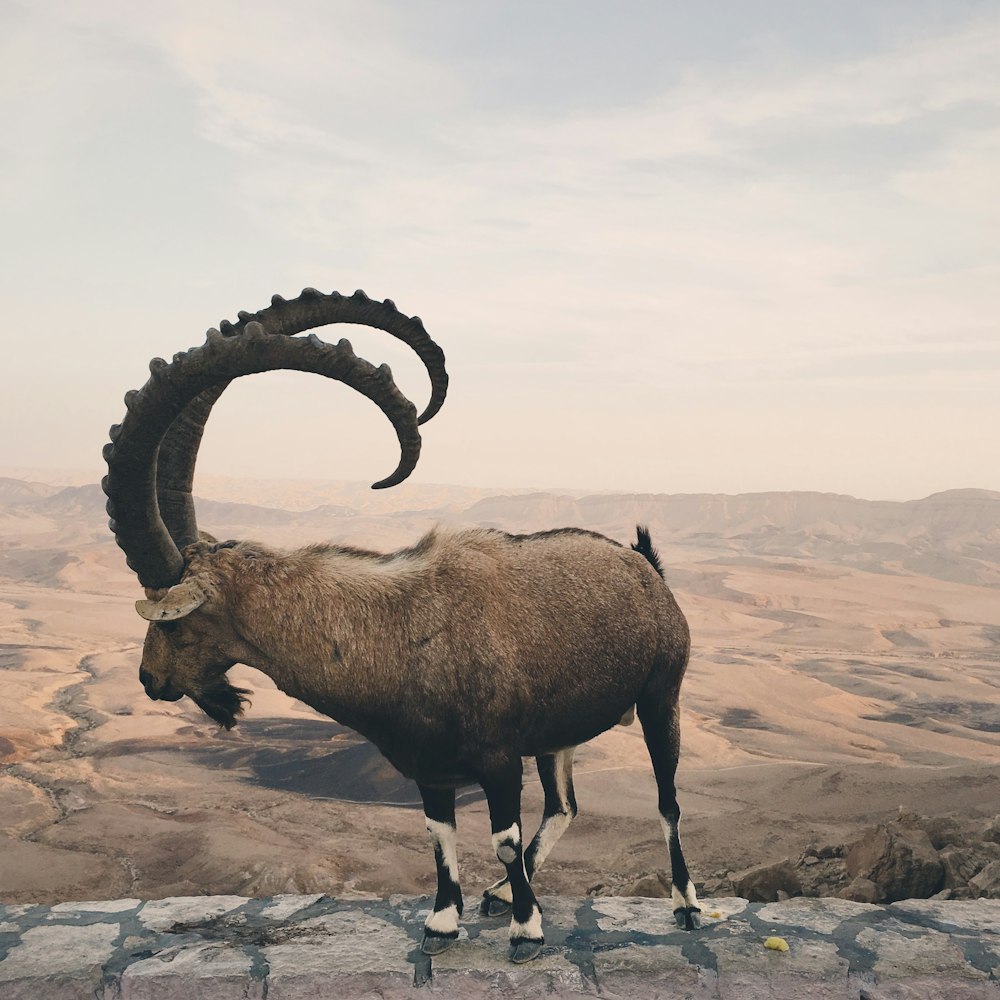 brown ram on brown rock during daytime