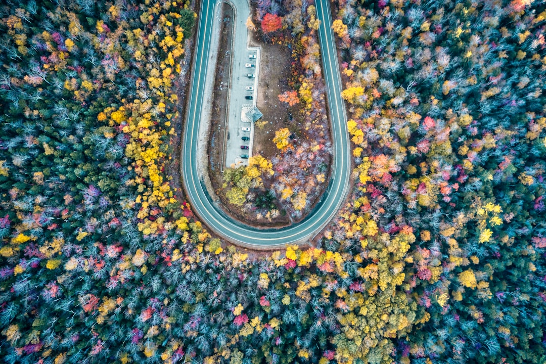 aerial view of road surrounded by flowers