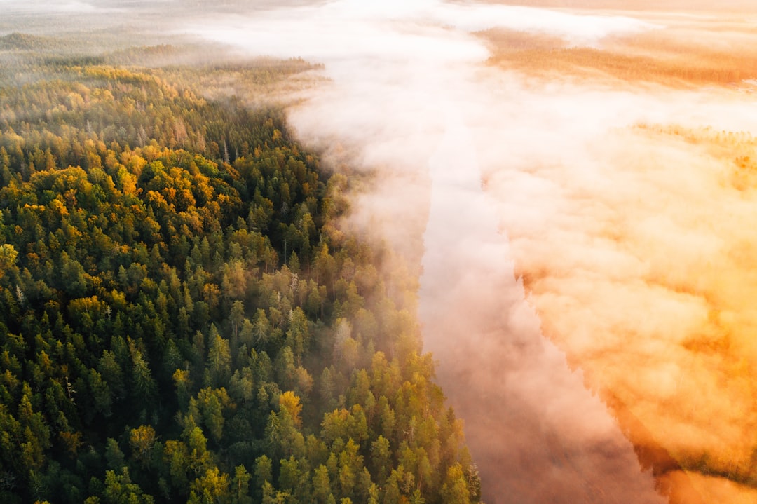 green trees under white clouds during daytime