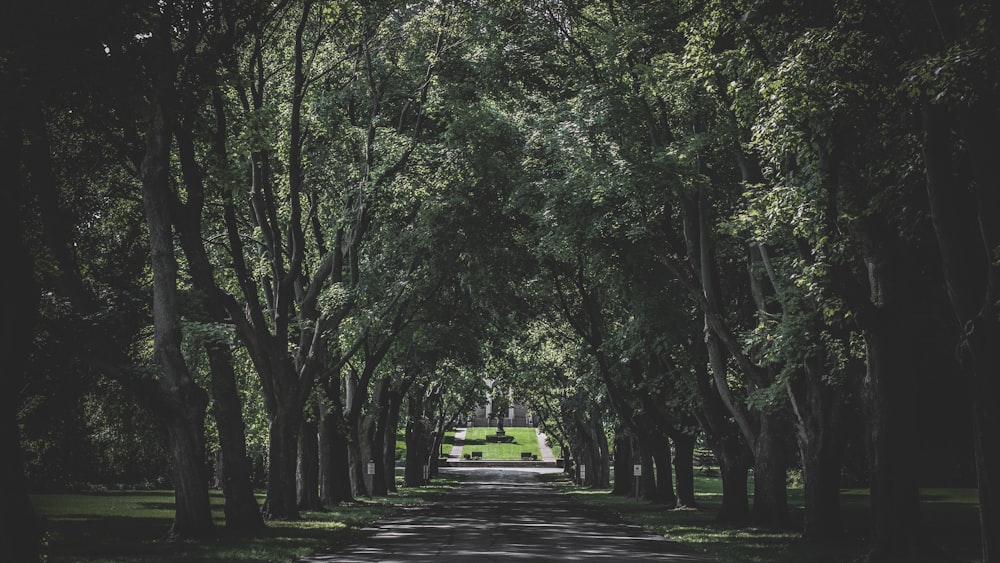 a tree lined road with a bench in the middle of it