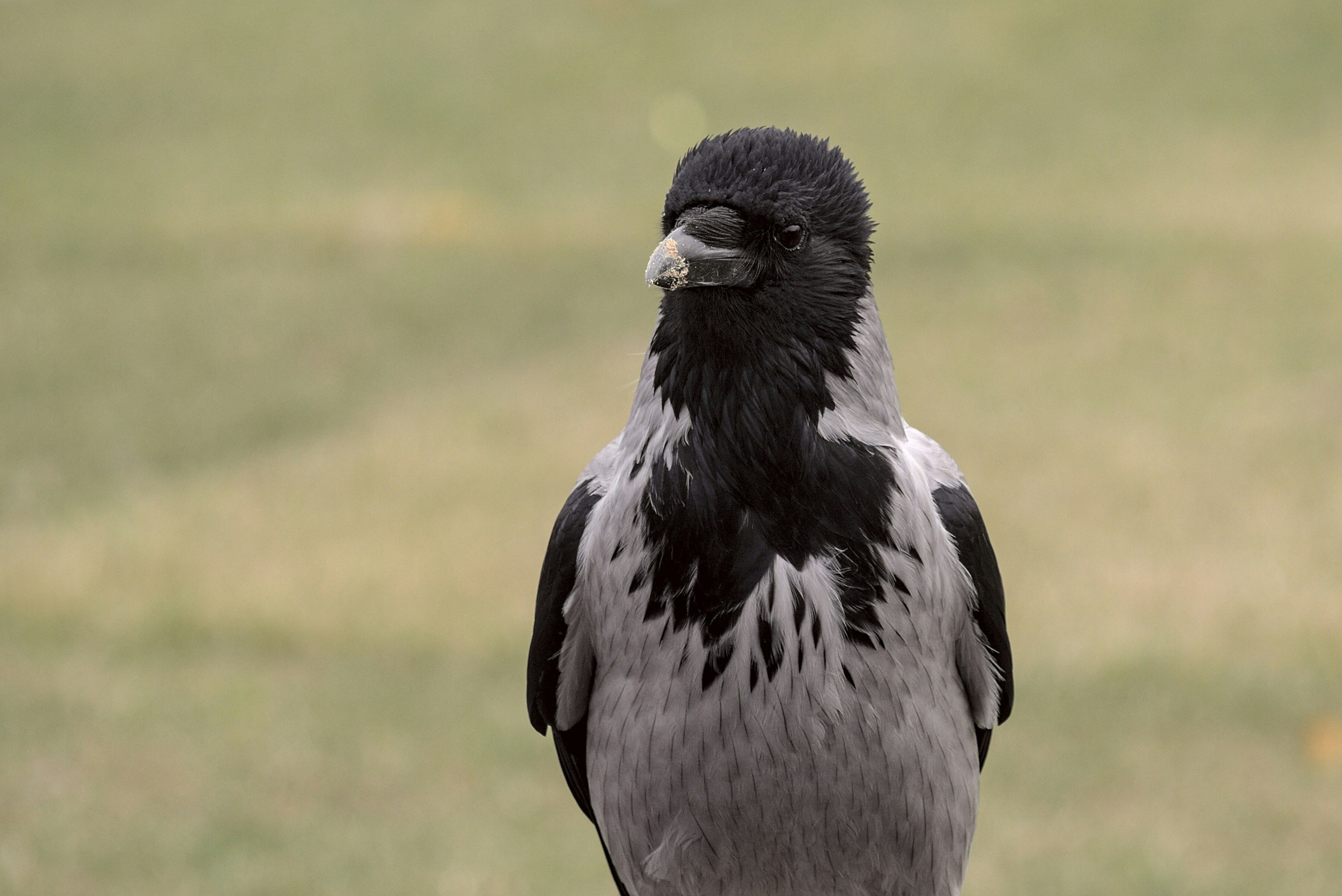schwarz-weißer Vogel tagsüber auf braunem Ast