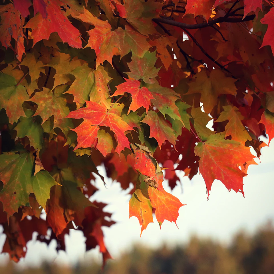 Close-up view of a tree branch with vibrant autumn leaves displaying various colors