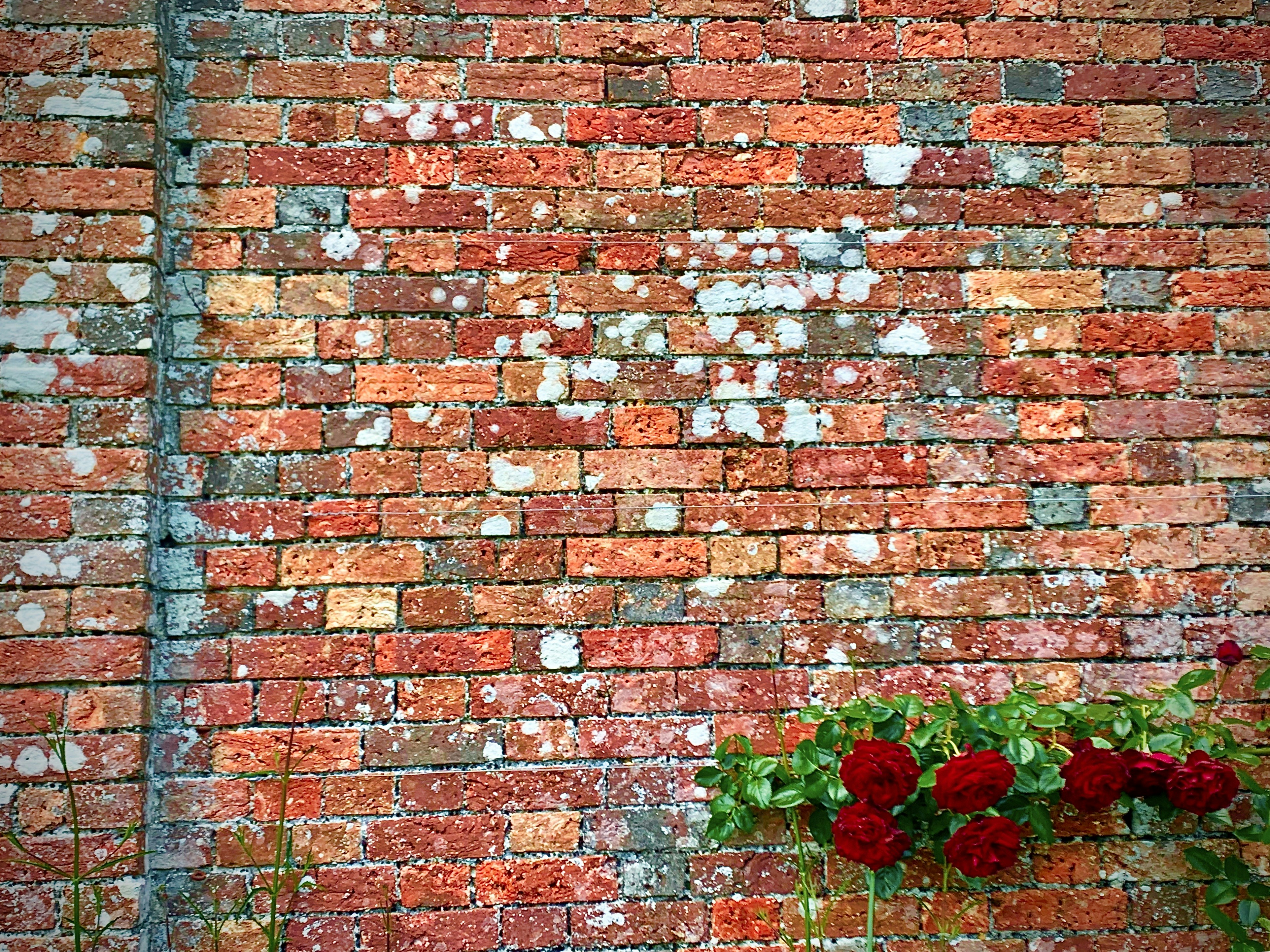 Red roses decorative background