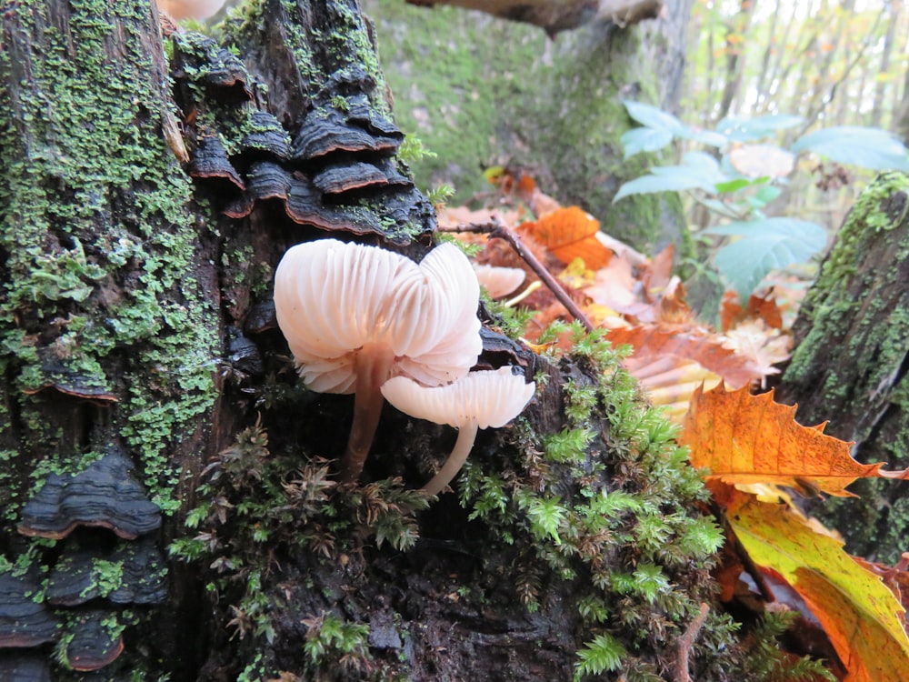 white mushrooms on black tree trunk