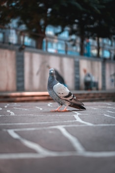 gray and white pigeon on gray concrete road during daytime