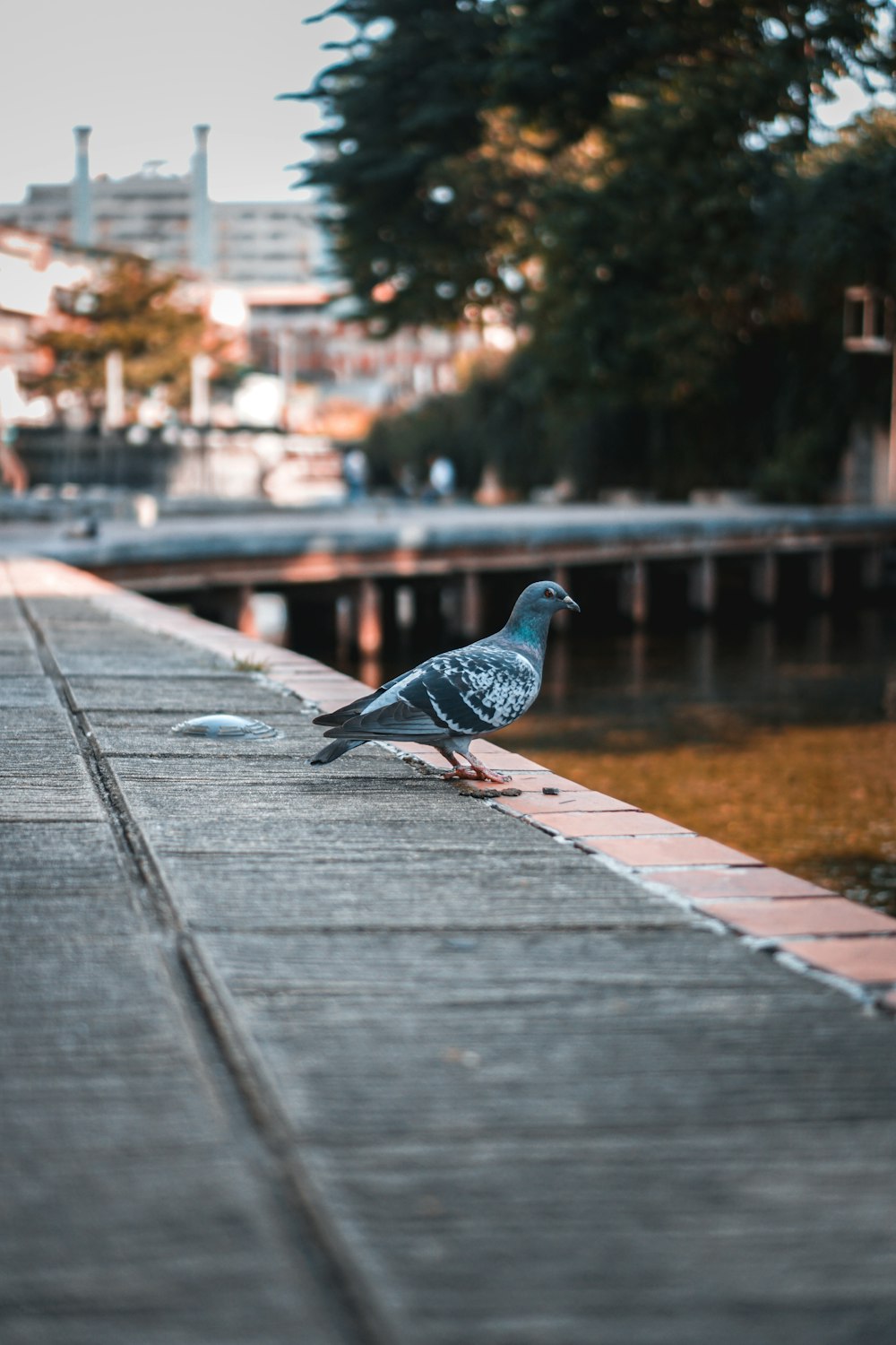 black and gray pigeon on gray concrete pavement during daytime