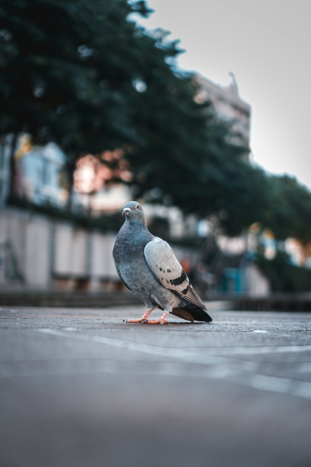 gray and white pigeon on gray concrete floor during daytime