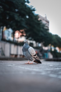 A close-up image of a pigeon standing on a cobblestone pavement in an urban setting. The background features blurry trees and buildings, creating a soft and serene ambiance.