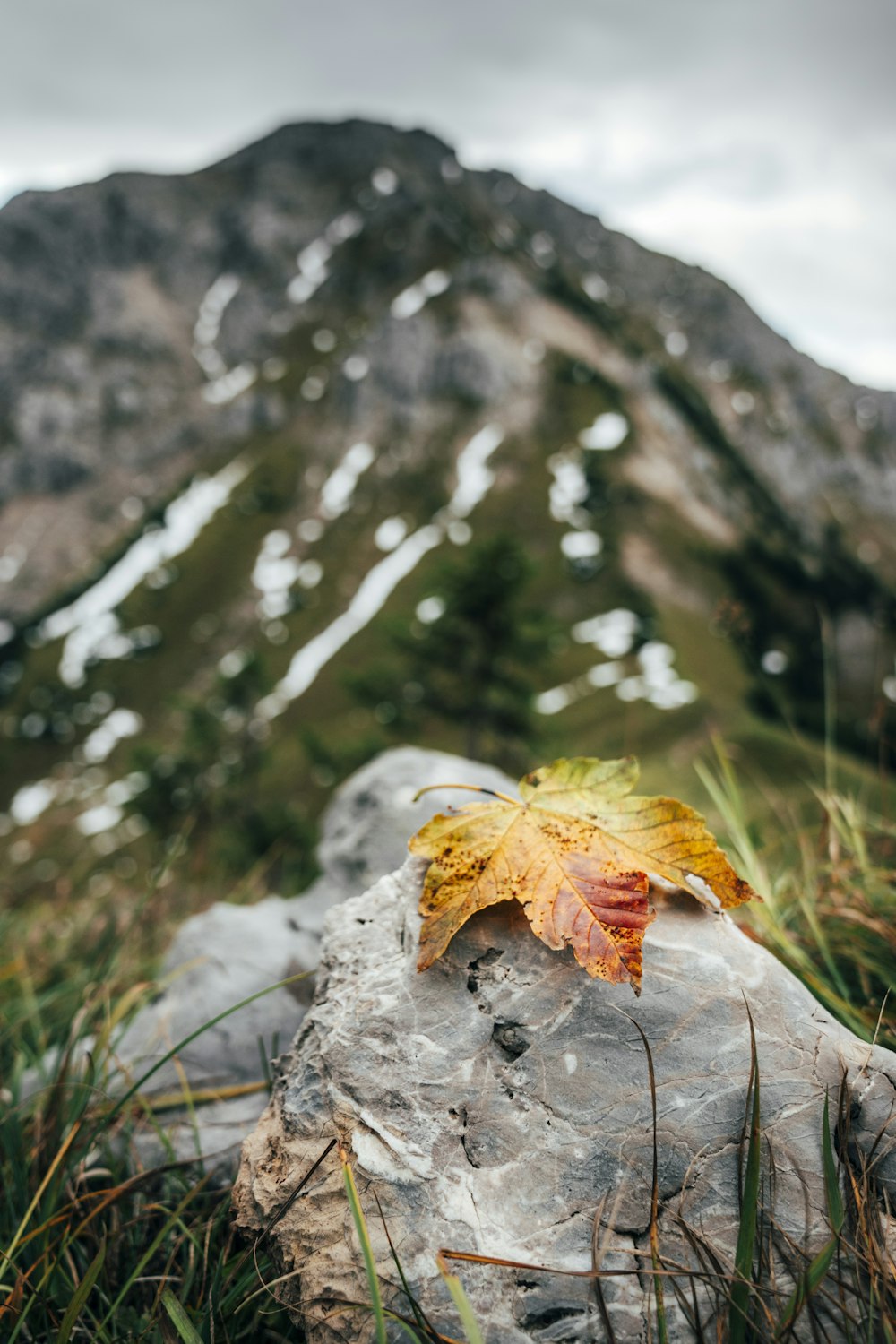 orange maple leaf on gray rock