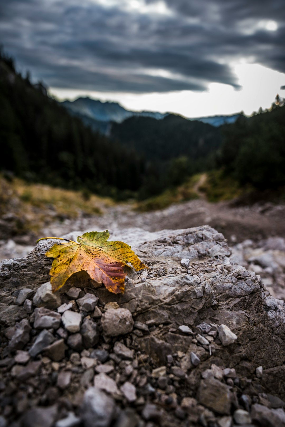 red maple leaf on gray rocky ground during daytime