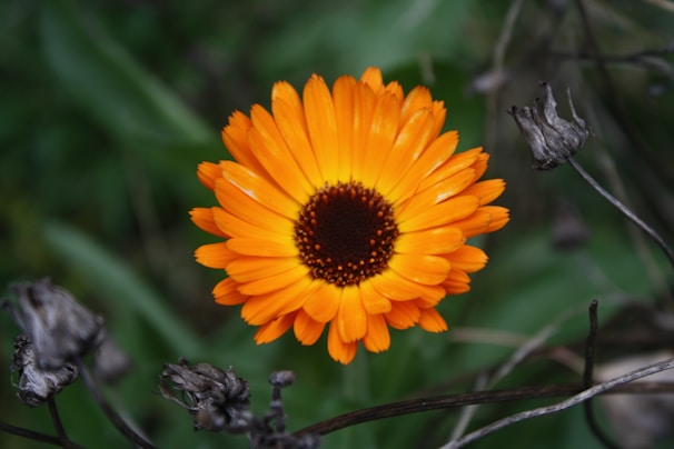 orange and yellow flower in tilt shift lens