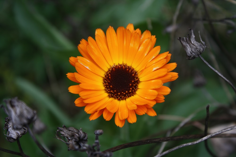 orange and yellow flower in tilt shift lens