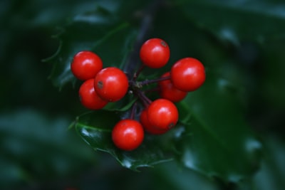 red round fruits on green leaves holly zoom background