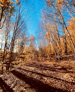 A sunlit mountain trail winding through vibrant autumn leaves