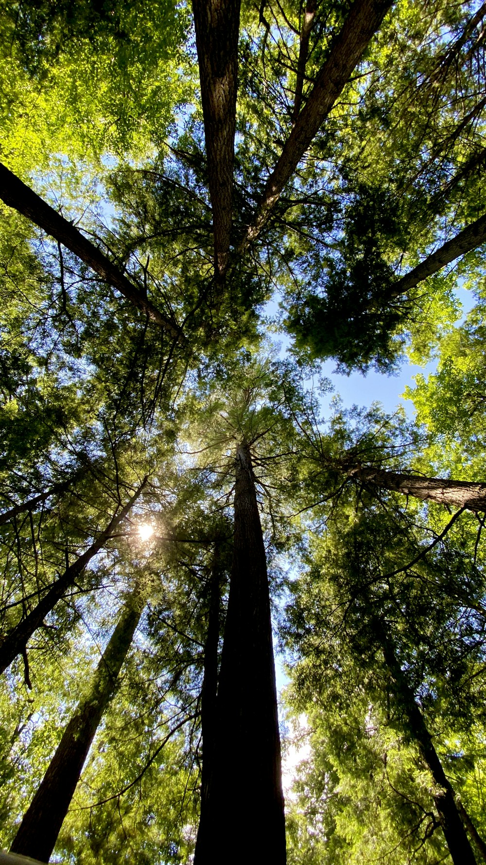 low angle photography of green trees during daytime