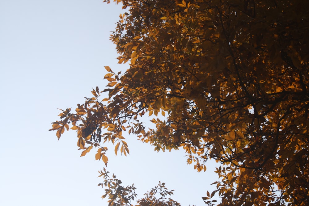 brown and green leaves during daytime