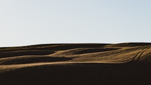 Soft Horizons