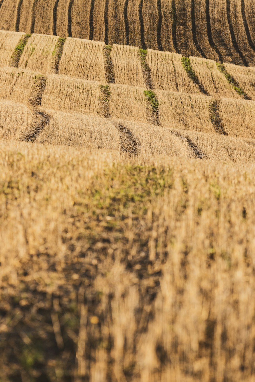 brown wheat field during daytime