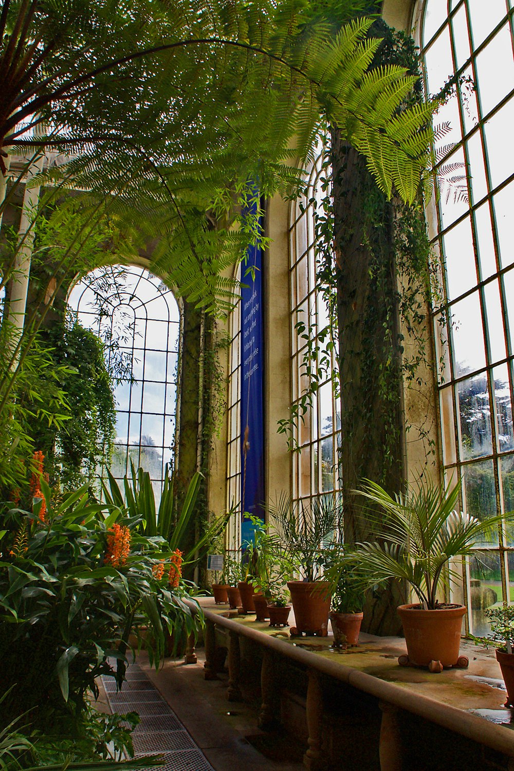 plantas verdes em vasos de barro marrom