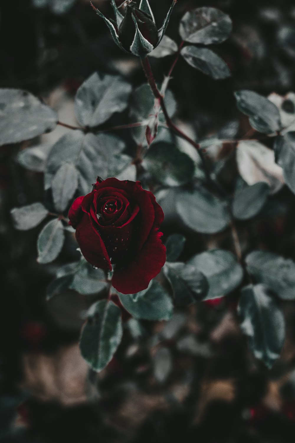 red rose in bloom during daytime