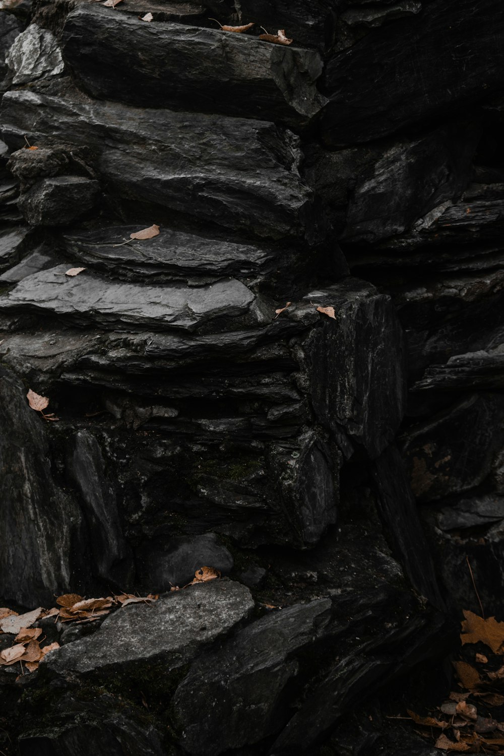 brown and black wood log