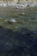Children testing water quality in a local river