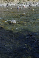 Kids playing by a clear stream with smooth river rocks and green banks.