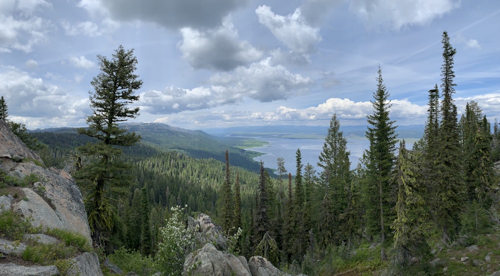 green pine trees under white clouds and blue sky during daytime