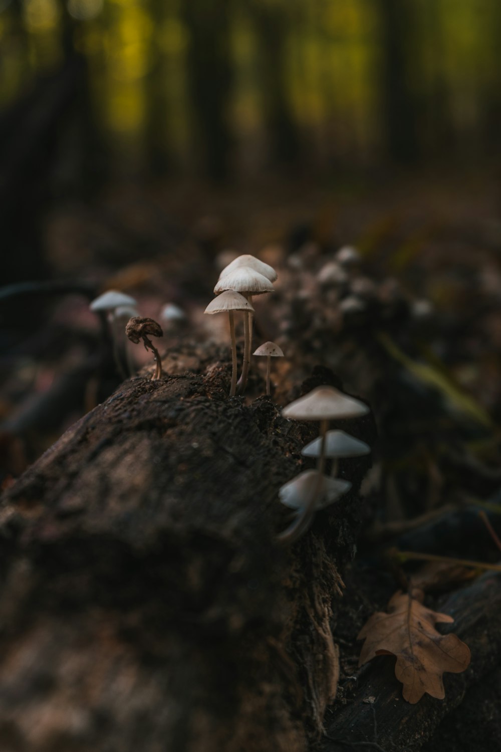 white and brown mushroom in tilt shift lens