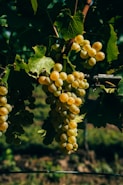 yellow round fruits on tree